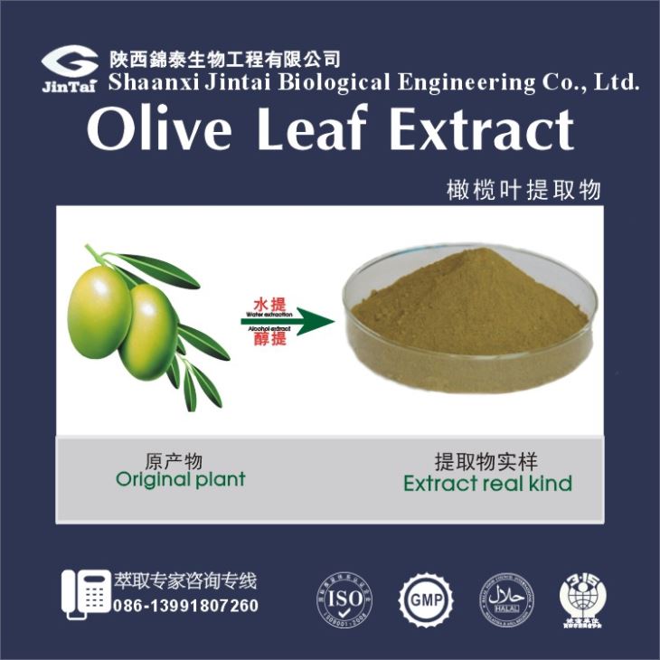 High quality Olive leaf extract/olive oil/Olive leaf powder
