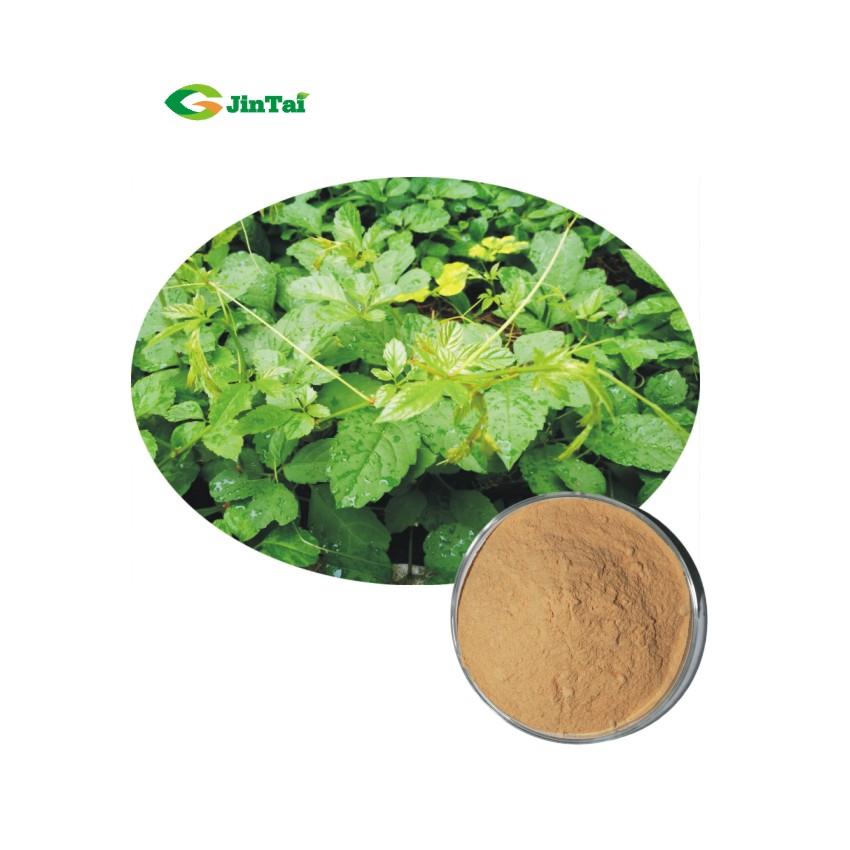 Gynostemma Extract Powder Gynostemma Extract Powder