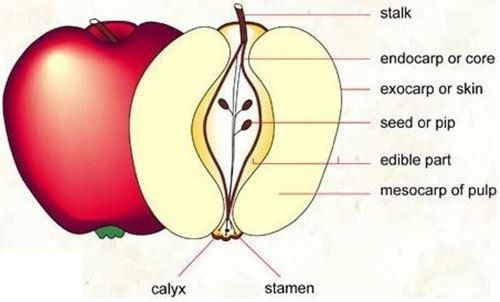 Apple peel extract