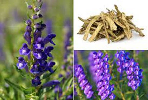 Baical Skullcap Root Extract Baical Skullcap Root Extract