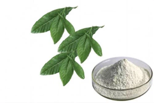 Loquat Leaf Extract Loquat Leaf Extract