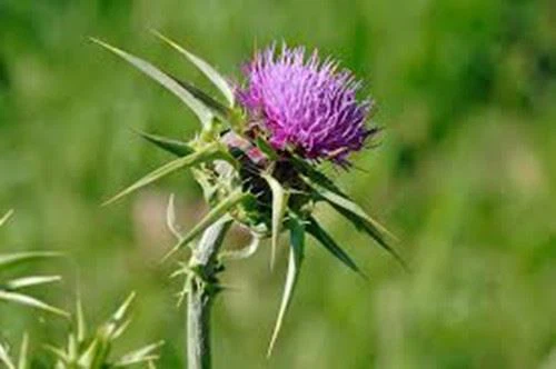 Silybum Marianum Extract powder