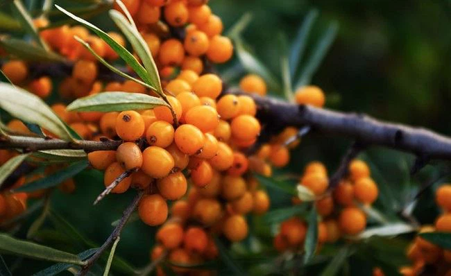 Sea Buckthorn Oil Sea Buckthorn Oil
