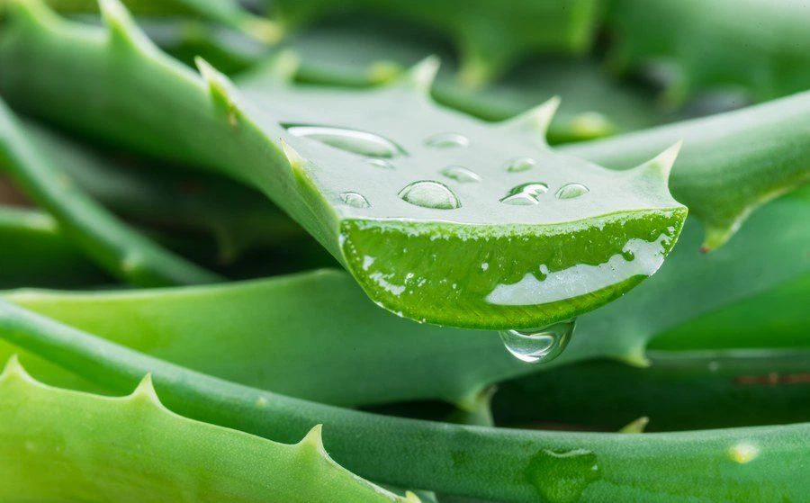 aloe vera