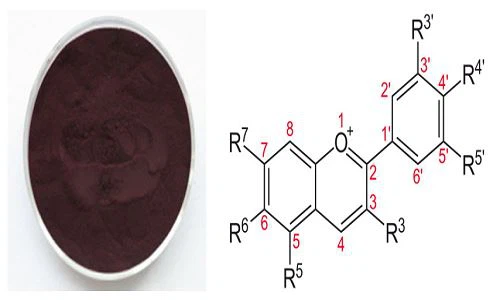 Elderberry Extract Powder