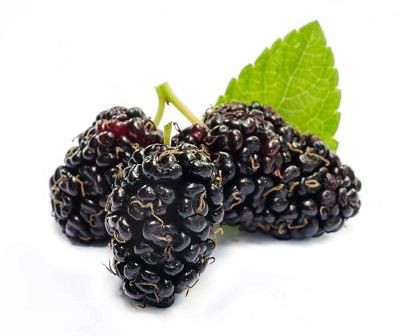 Mulberry Fruit Extract Anthocyanidins