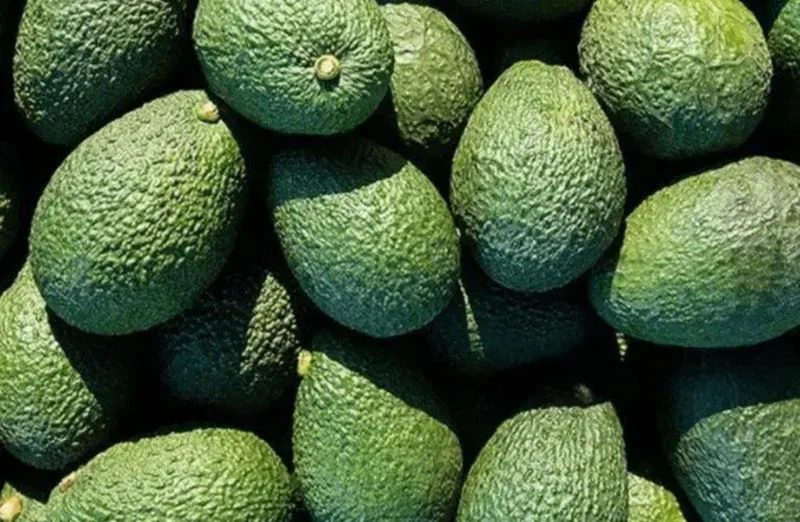 avocado extract