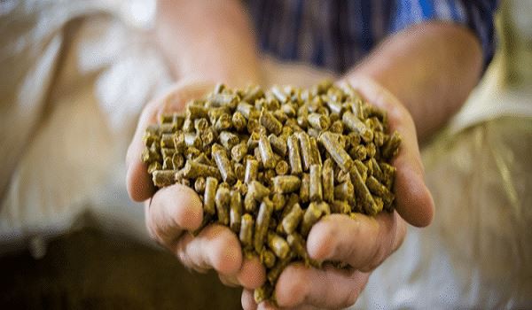 Resveratrol for Feed Additive