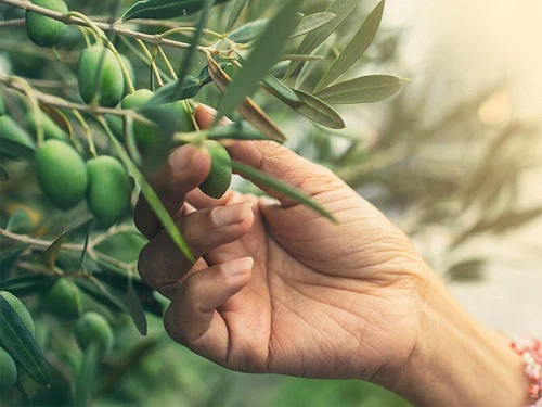 Olive Leaf extract  Oleuropein