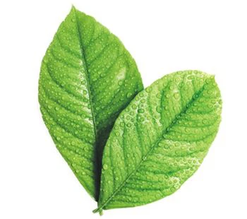 Plant Extract